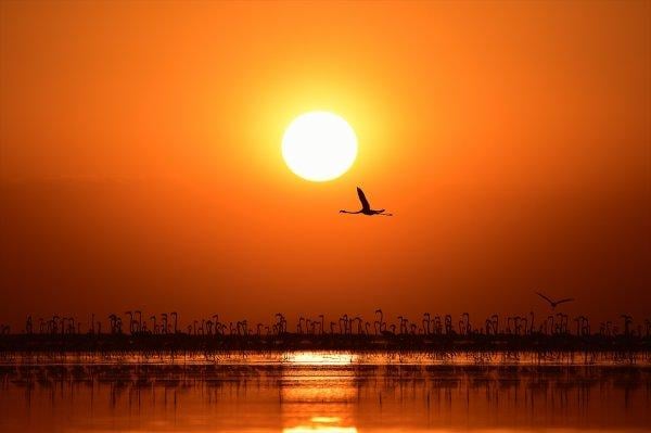 Tuz Gölü'nde flamingo şöleni