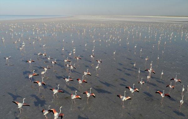 Tuz Gölü'nde flamingo şöleni