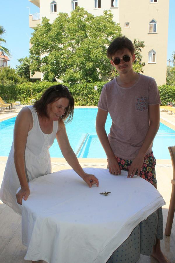 Antalya'da 'mekik kelebeği' görüldü