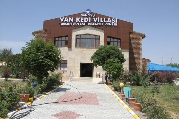 Van kedileri havuzu sevdi