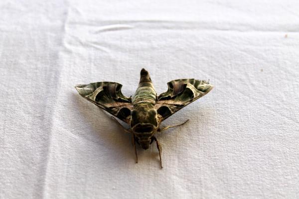 Antalya'da 'mekik kelebeği' görüldü