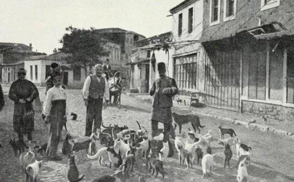 Osmanlı'da hayvan sevgisi: Mancacılık