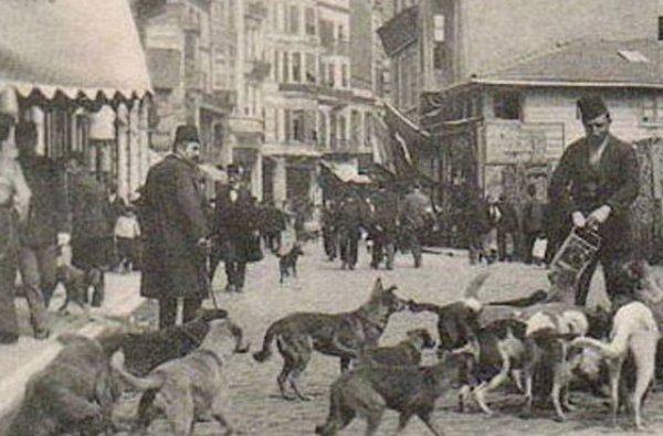 Osmanlı'da hayvan sevgisi: Mancacılık