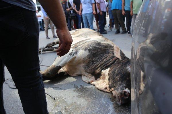 Limandan kaçan angus şehir merkezine girdi