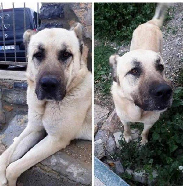 İşkence gören köpeğin gerçek sahibi konuştu