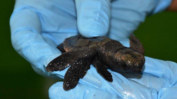 Üç yüzgeçli doğan caretta caretta