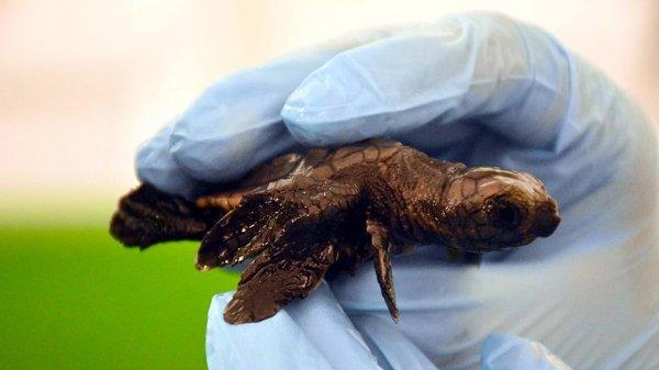 Üç yüzgeçli doğan caretta caretta