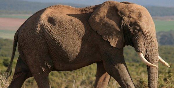 Myanmar'dan Rusya'ya Asya fili