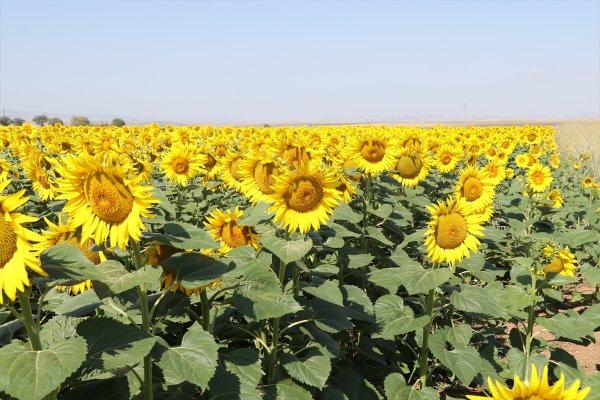 Yozgat'ta ayçiçeği ekimi yaygınlaşıyor