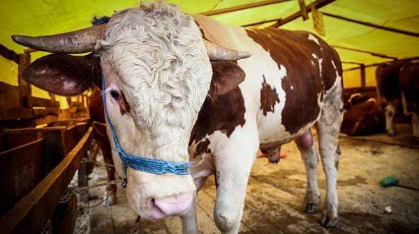 Kurbanlık alırken dikkat edilmesi gerekenler