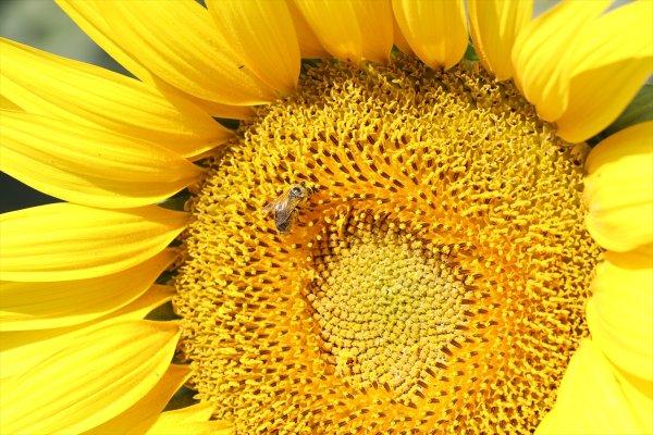 Yozgat'ta ayçiçeği ekimi yaygınlaşıyor