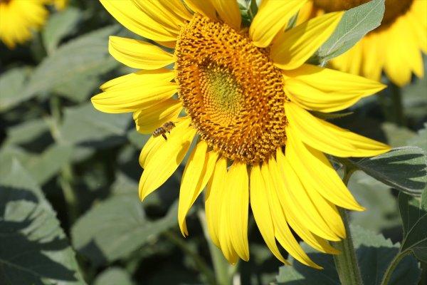 Yozgat'ta ayçiçeği ekimi yaygınlaşıyor