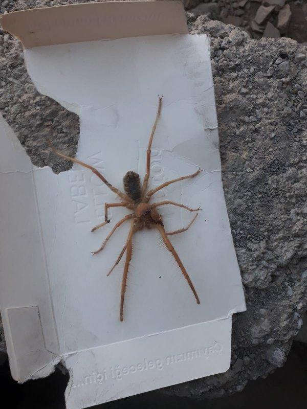 Türkiye'de sarıkız örümceği korkusu