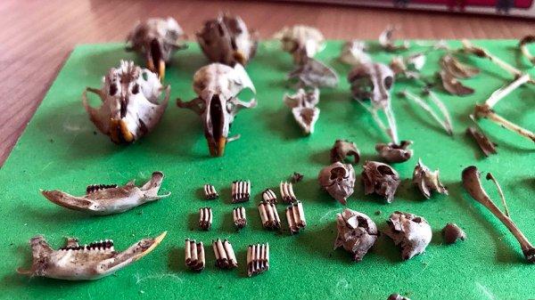 Topraktaki kemikleri koleksiyon yapan veteriner