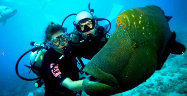 Türkiye'nin en iyi dalış noktaları