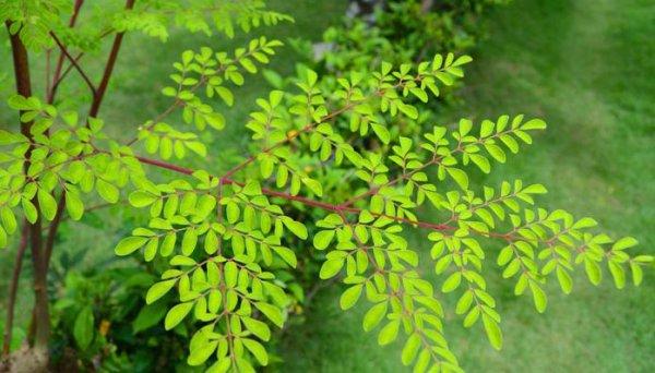 Moringa çayıyla ilgili bilinmesi gerekenler