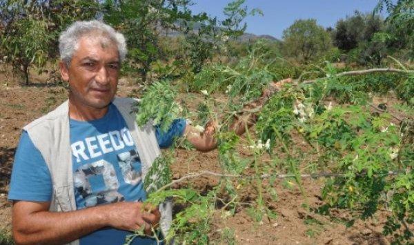 Moringa çayıyla ilgili bilinmesi gerekenler