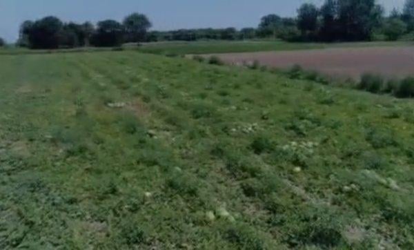 Türkiye'de illere göre karpuz üretimi