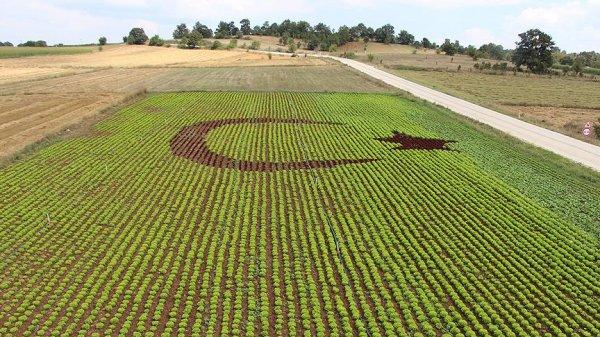 Marul tarlasında ay-yıldız