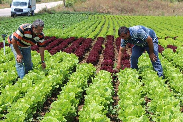Marul tarlasında ay-yıldız