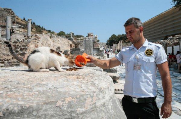 Antik kent sahipsiz kedilere yuva oldu