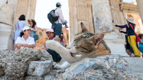 Antik kent sahipsiz kedilere yuva oldu