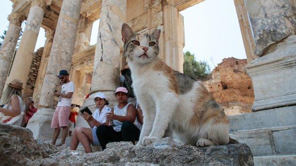 Antik kent sahipsiz kedilere yuva oldu