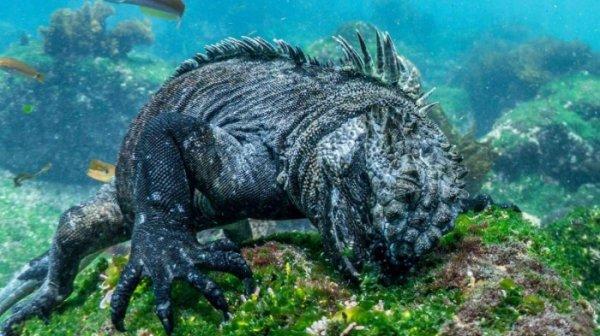 Tabiatın konuştuğu yer: Galapagos Adaları