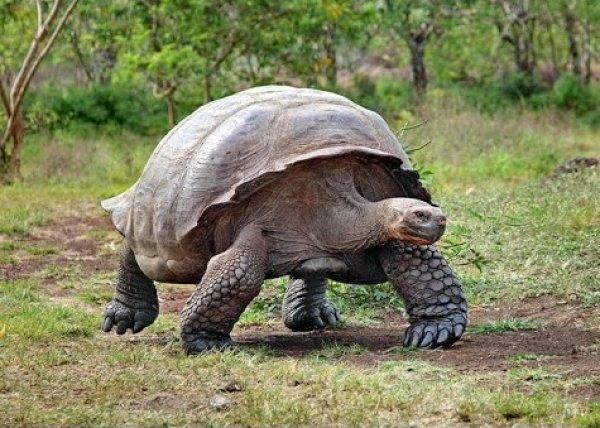 Tabiatın konuştuğu yer: Galapagos Adaları