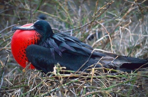 Tabiatın konuştuğu yer: Galapagos Adaları