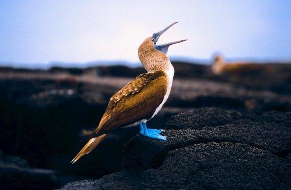 Tabiatın konuştuğu yer: Galapagos Adaları