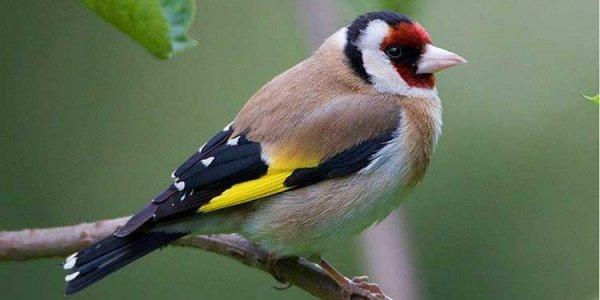 Tabiatın konuştuğu yer: Galapagos Adaları