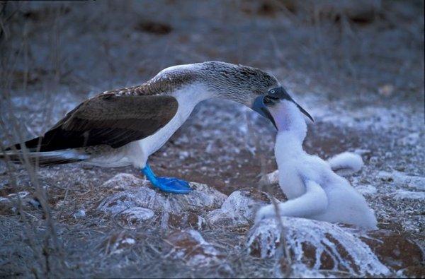 Tabiatın konuştuğu yer: Galapagos Adaları