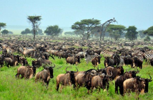 Afrika’da safari için en çılgın rotalar