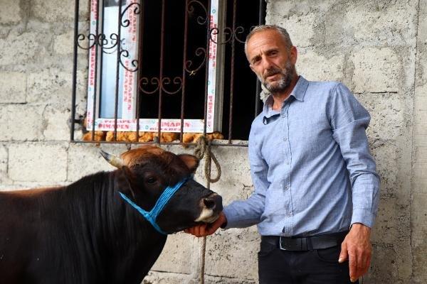 Rize'den Trabzon'a yüzen boğa kesilmeyecek