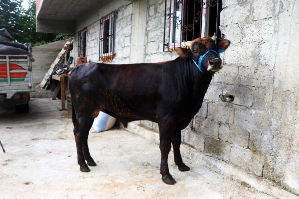 Rize'den Trabzon'a yüzen boğa kesilmeyecek