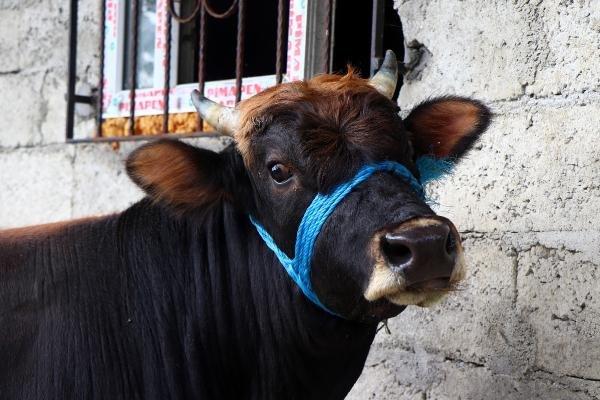 Rize'den Trabzon'a yüzen boğa kesilmeyecek