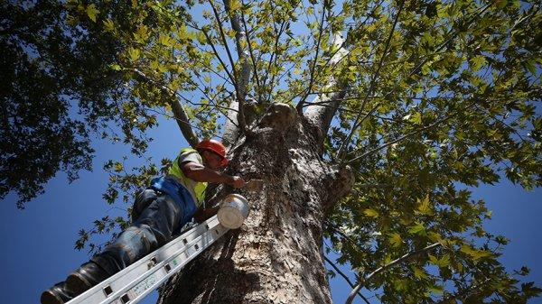 Tarihe tanıklık eden çınarlar