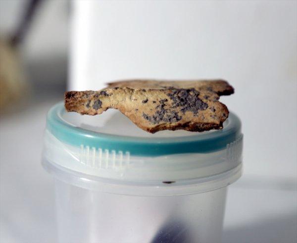 Direkli Mağarası'nda  taştan dilgi bulundu