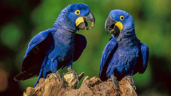 Son yüzyılda 8 kuş türü yok oldu