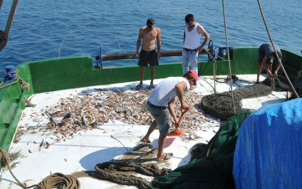 Karadeniz’de balık bereketi