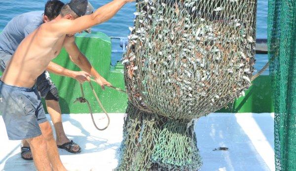 Karadeniz’de balık bereketi