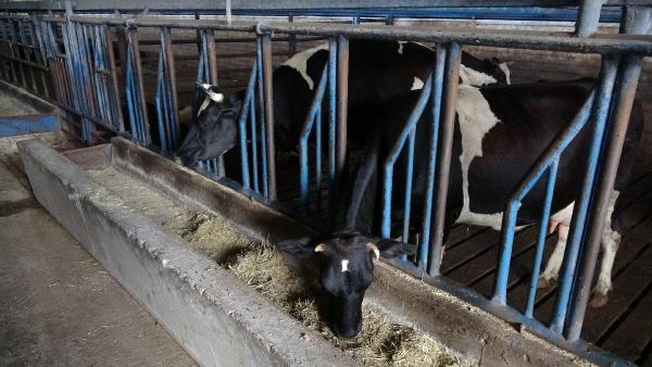 Kocaeli'de şarbon önlemi