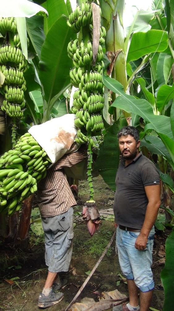Silifke'de yılda 25 bin ton muz hasat ediliyor