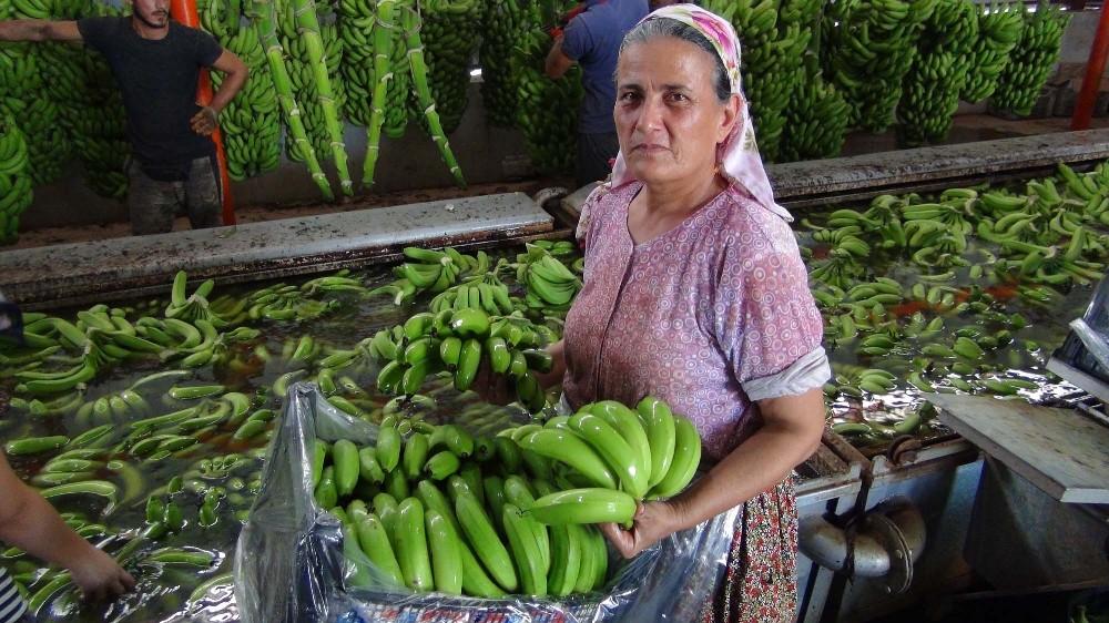 Silifke'de yılda 25 bin ton muz hasat ediliyor