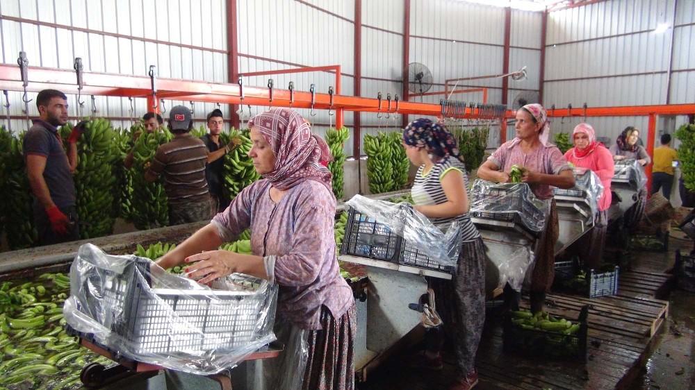 Silifke'de yılda 25 bin ton muz hasat ediliyor