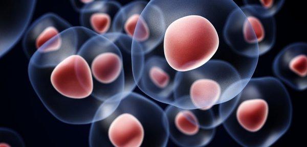 Sağlık için her gün ceviz tüketin