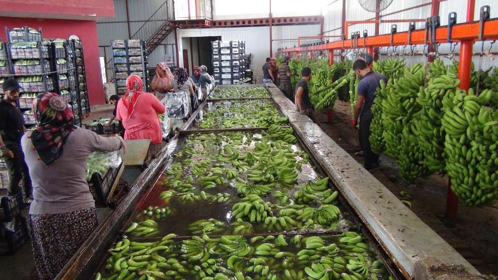 Silifke'de yılda 25 bin ton muz hasat ediliyor