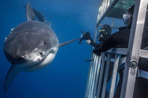 Köpek balığı kafes dalışı için dünyanın en iyi yerleri