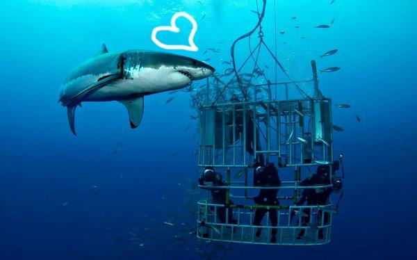 Köpek balığı kafes dalışı için dünyanın en iyi yerleri